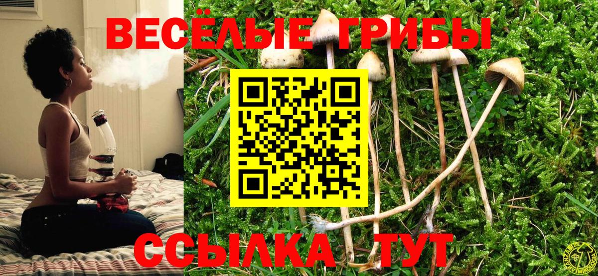 Галлюциногенные грибы Psilocybe  Вход с VPN  Юрга 